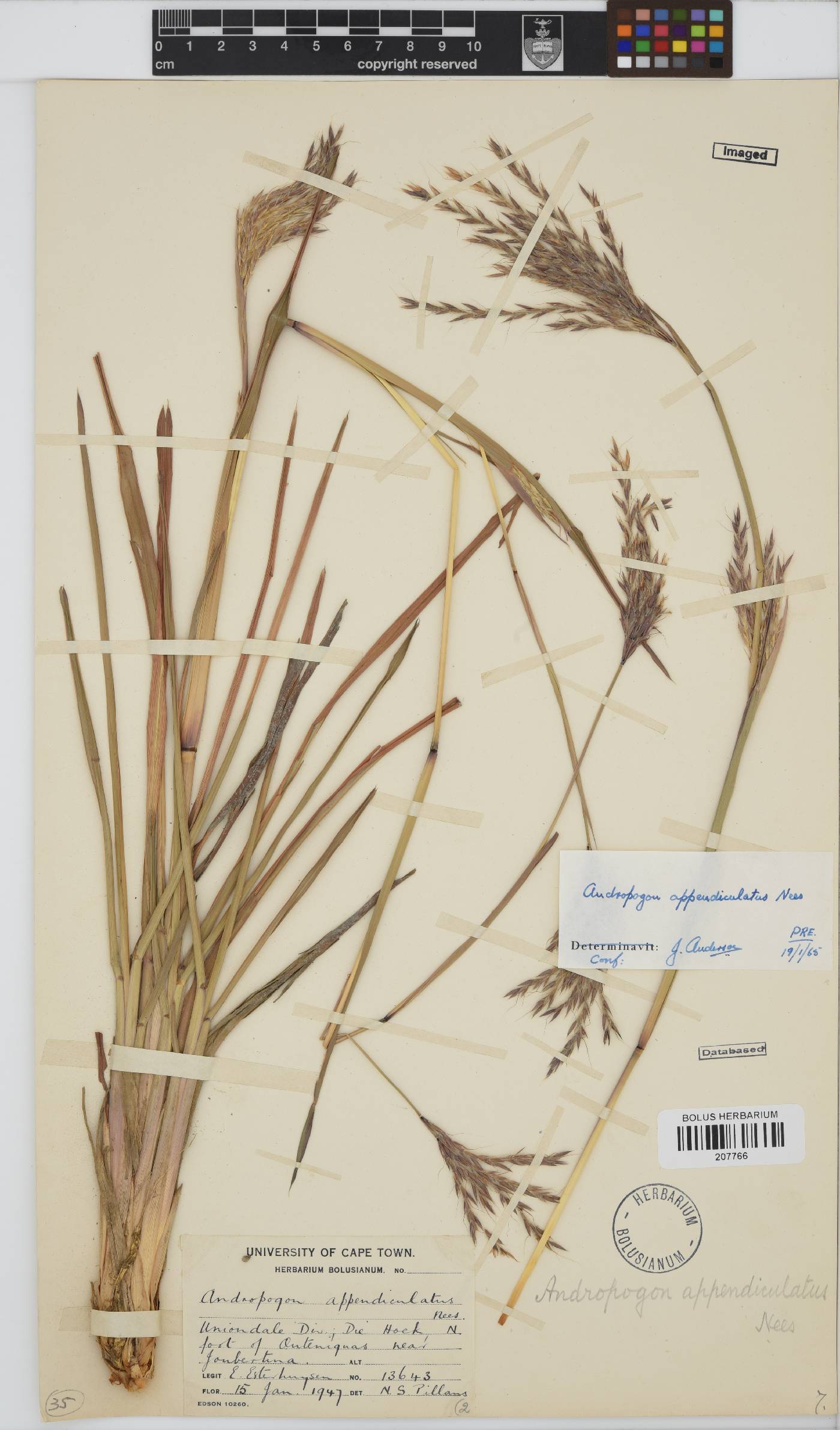 Andropogon appendiculatus image