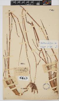 Andropogon appendiculatus image