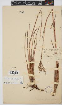 Andropogon appendiculatus image