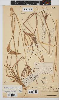 Andropogon appendiculatus image