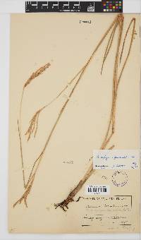 Andropogon appendiculatus image