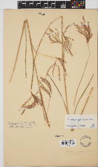 Andropogon appendiculatus image