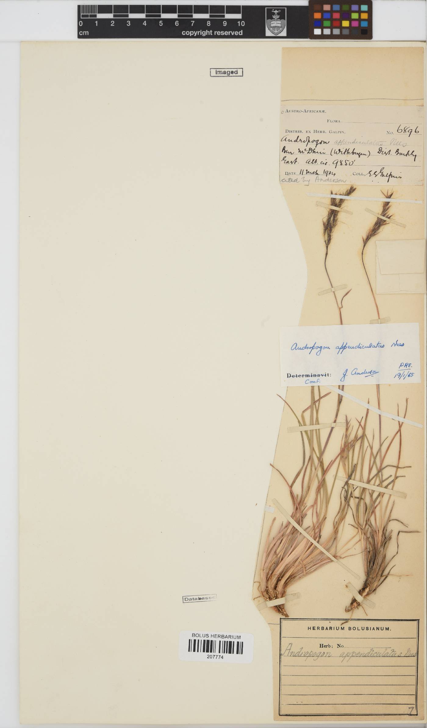 Andropogon appendiculatus image
