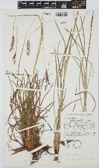 Andropogon appendiculatus image