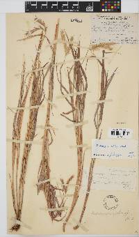 Andropogon chinensis image