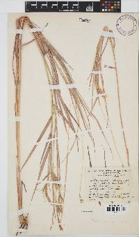 Andropogon chinensis image