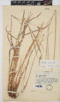 Andropogon chinensis image