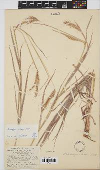 Andropogon chinensis image