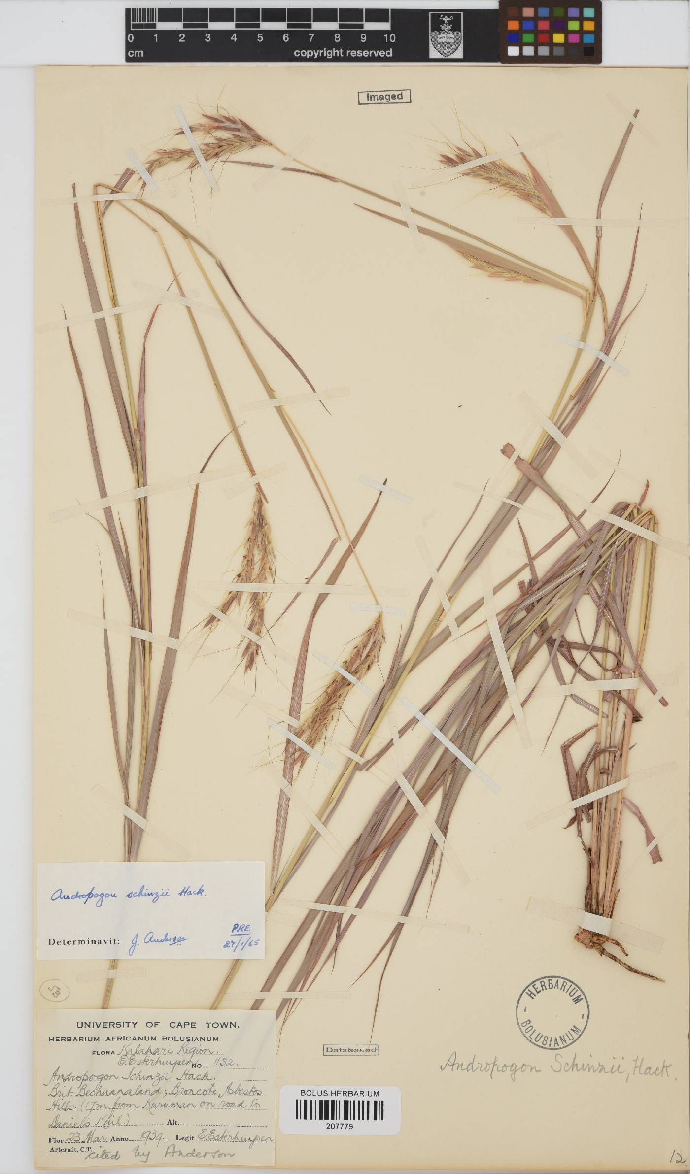 Andropogon chinensis image