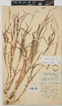 Andropogon chinensis image