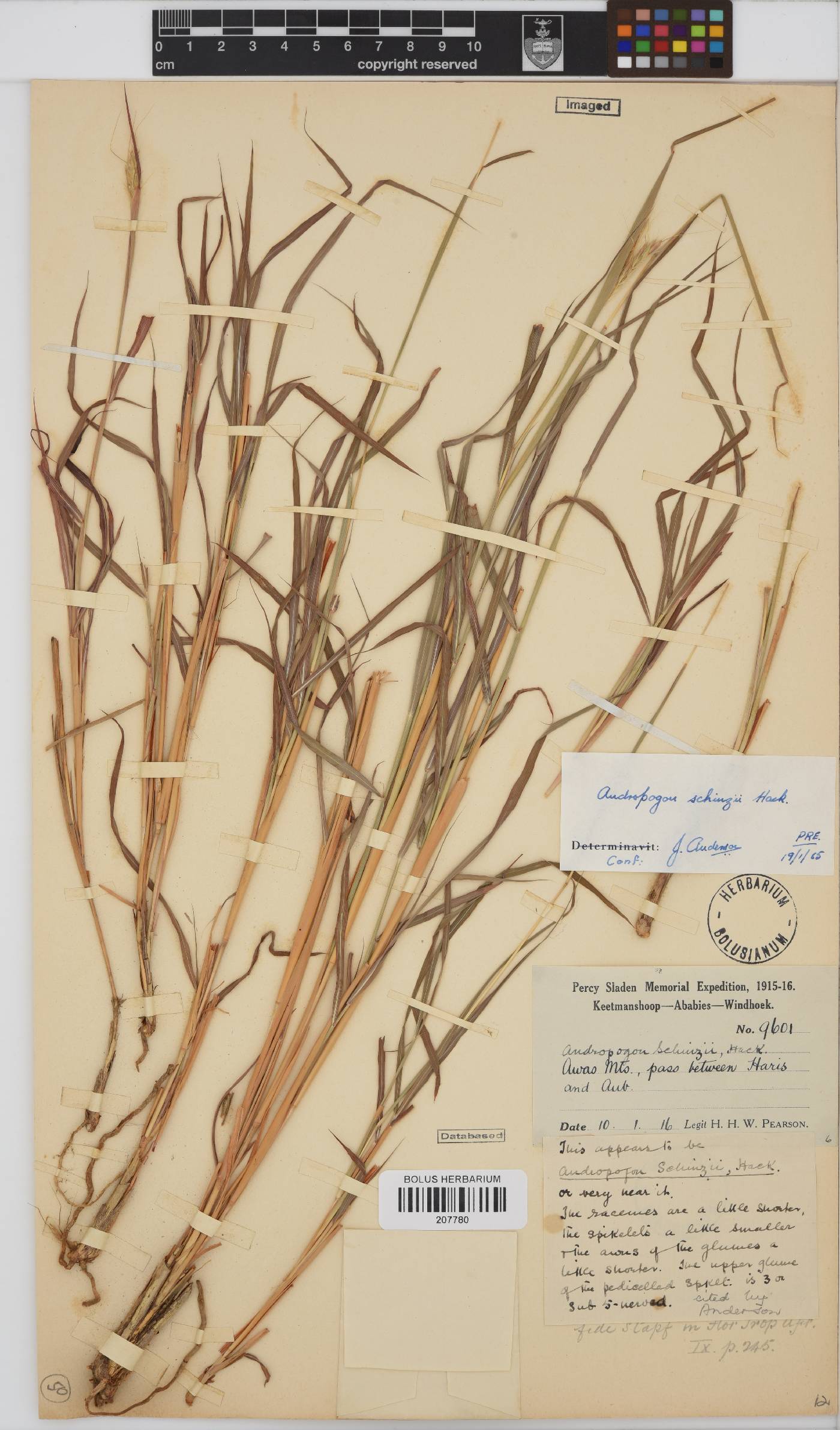 Andropogon chinensis image