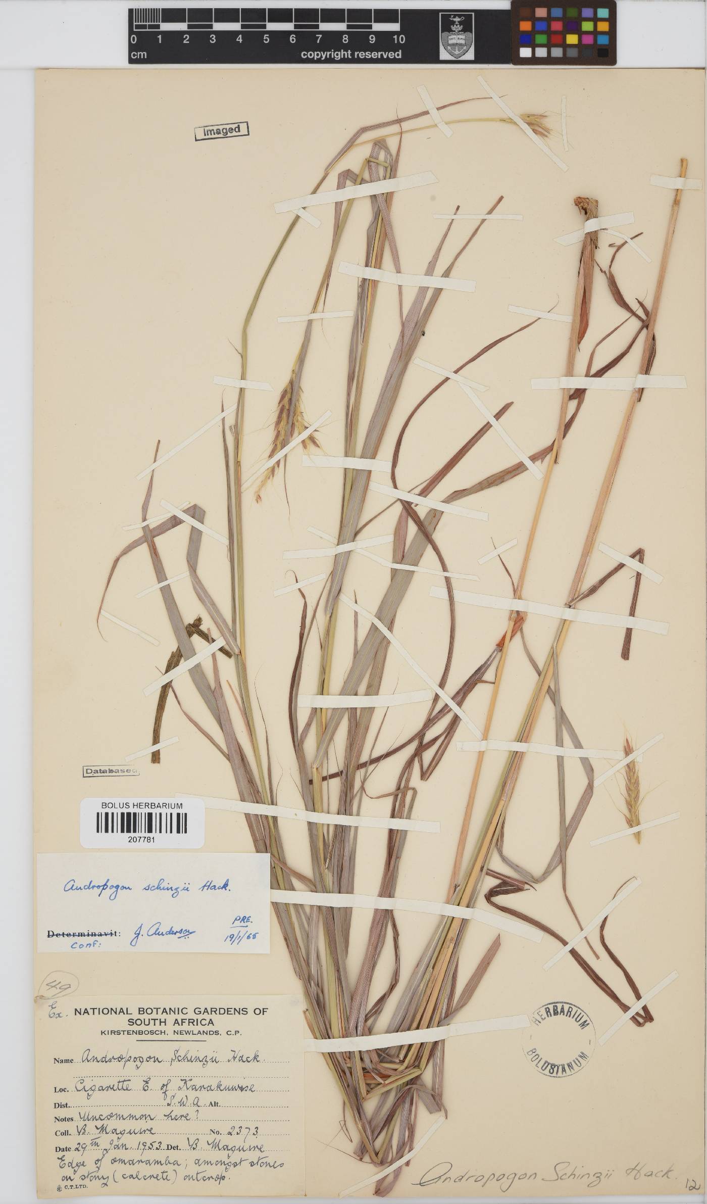 Andropogon chinensis image