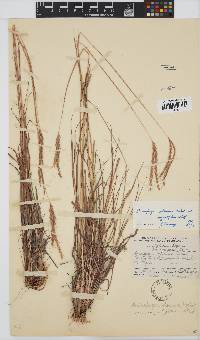 Andropogon schirensis image