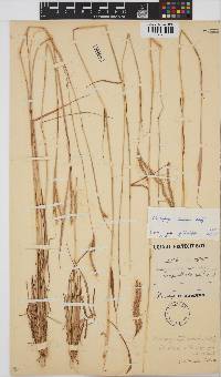 Andropogon schirensis image