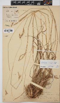 Andropogon schirensis image