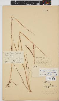 Andropogon schirensis image