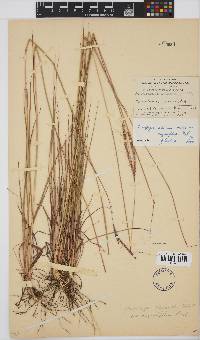 Andropogon schirensis image