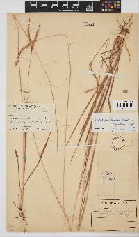 Andropogon schirensis image