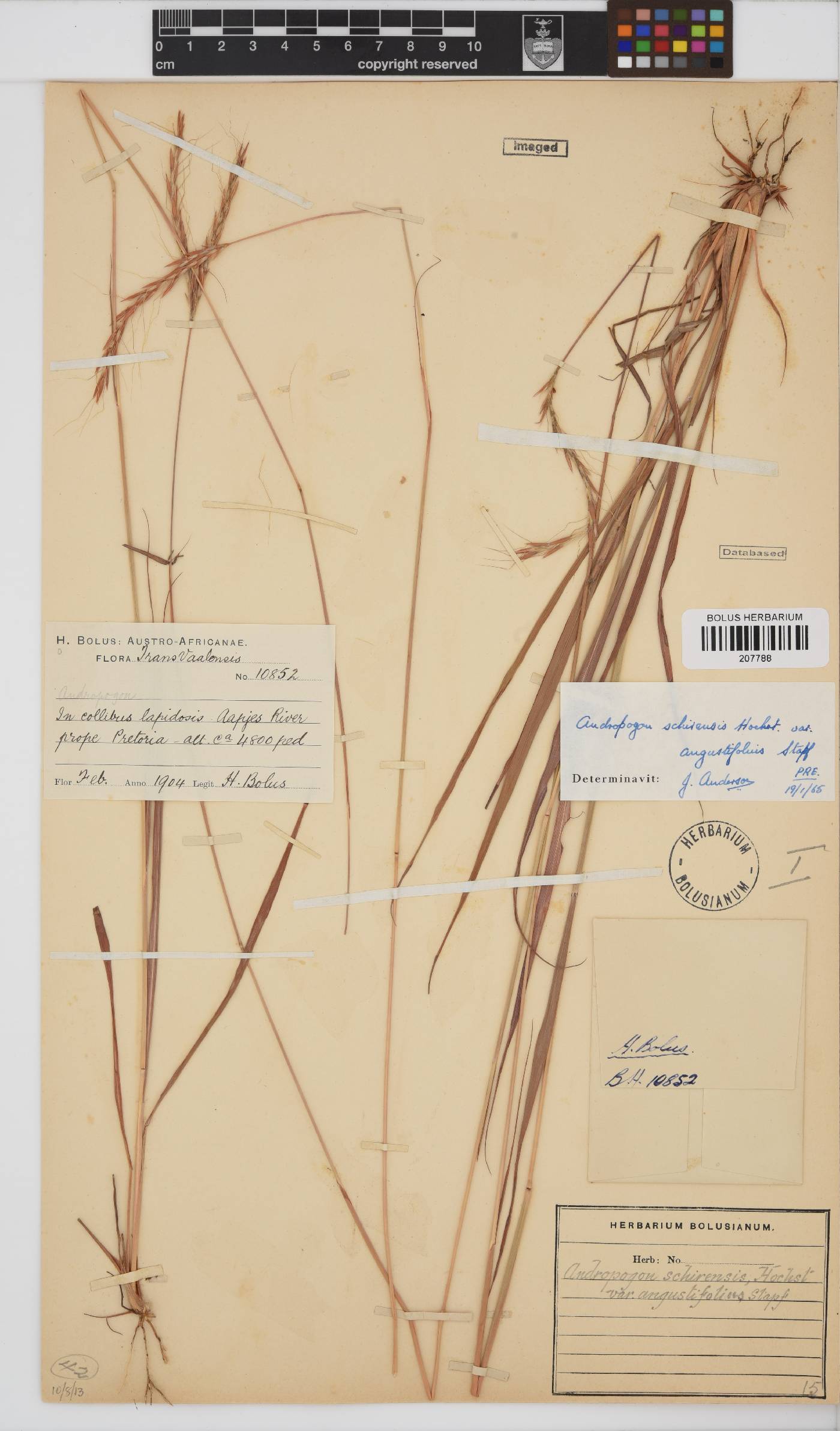 Andropogon schirensis image