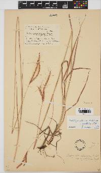 Andropogon schirensis image