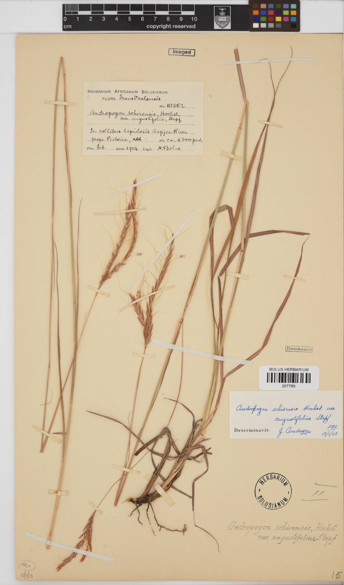 Andropogon schirensis image