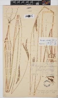 Andropogon schirensis image