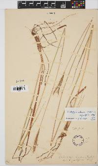 Andropogon schirensis image