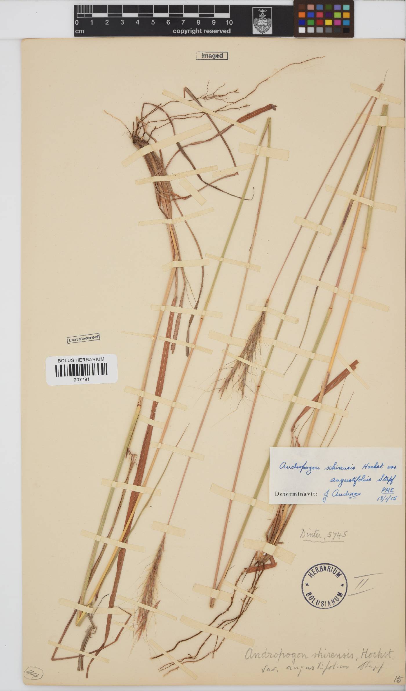 Andropogon schirensis image