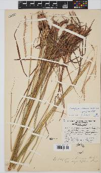 Andropogon schirensis image