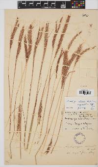 Andropogon schirensis image