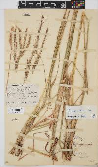 Andropogon schirensis image