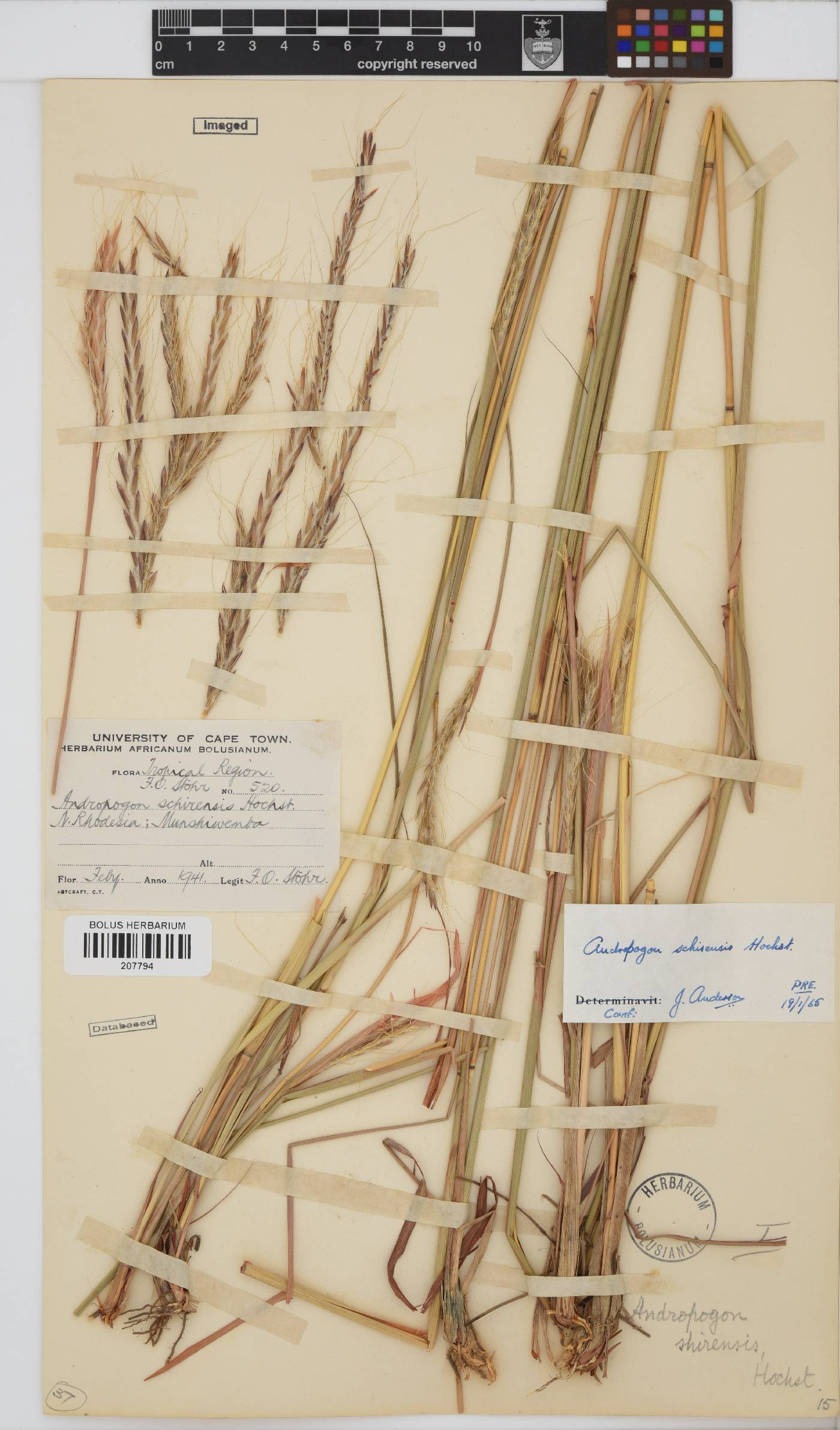 Andropogon schirensis image