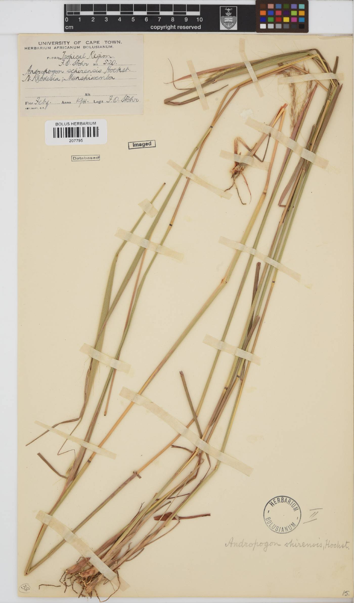 Andropogon schirensis image