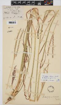 Andropogon schirensis image