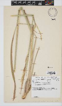 Andropogon gayanus image