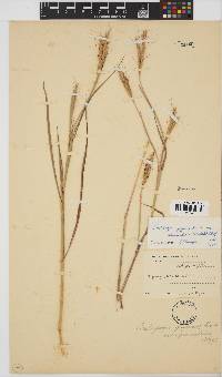 Andropogon gayanus image