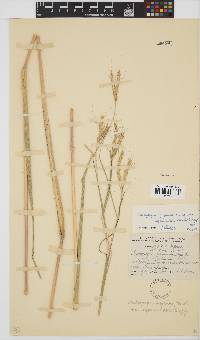 Andropogon gayanus image