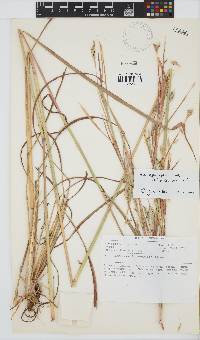 Andropogon gayanus image