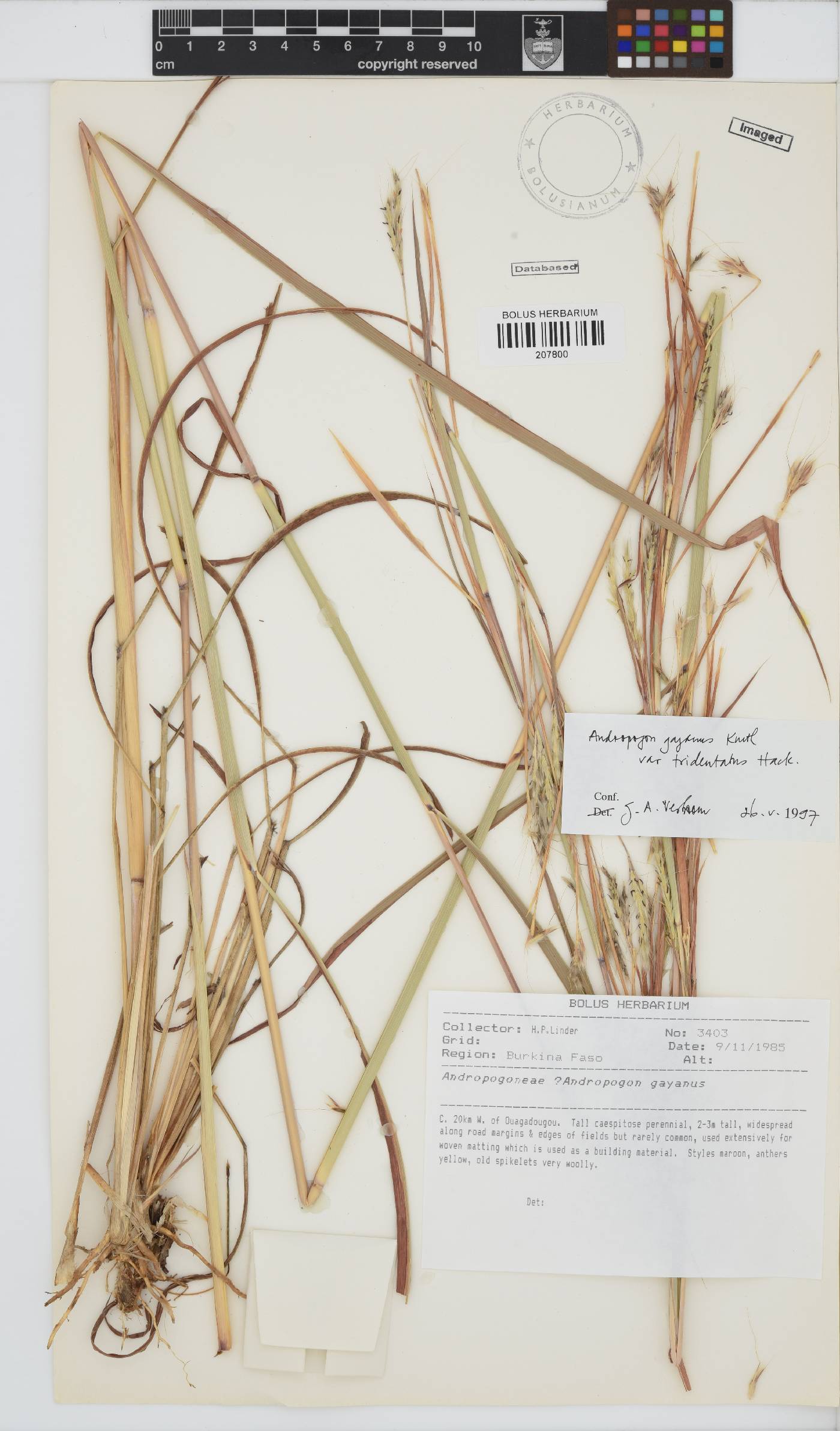Andropogon gayanus image