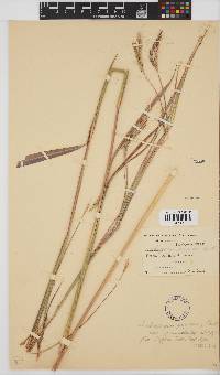 Andropogon gayanus image