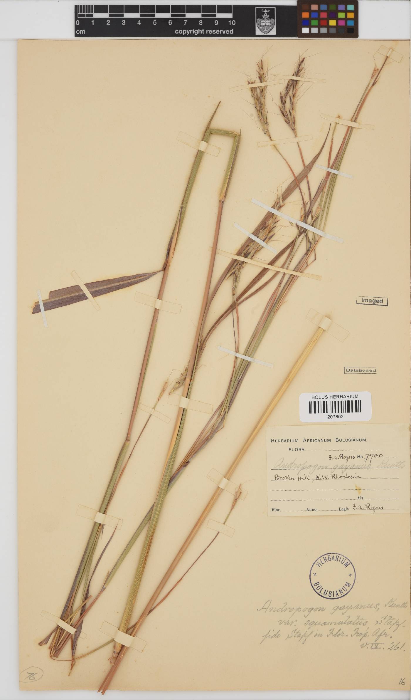 Andropogon gayanus image