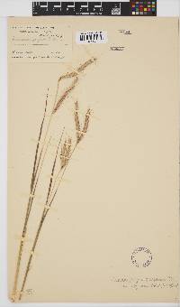 Andropogon gayanus image