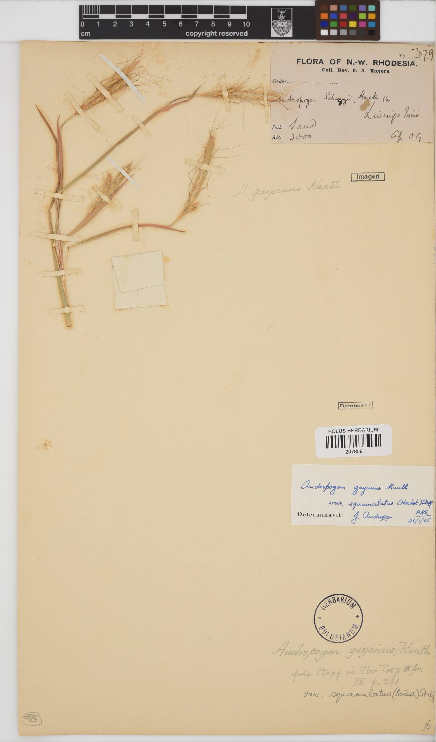 Andropogon gayanus image