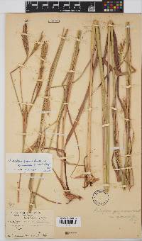 Andropogon gayanus image