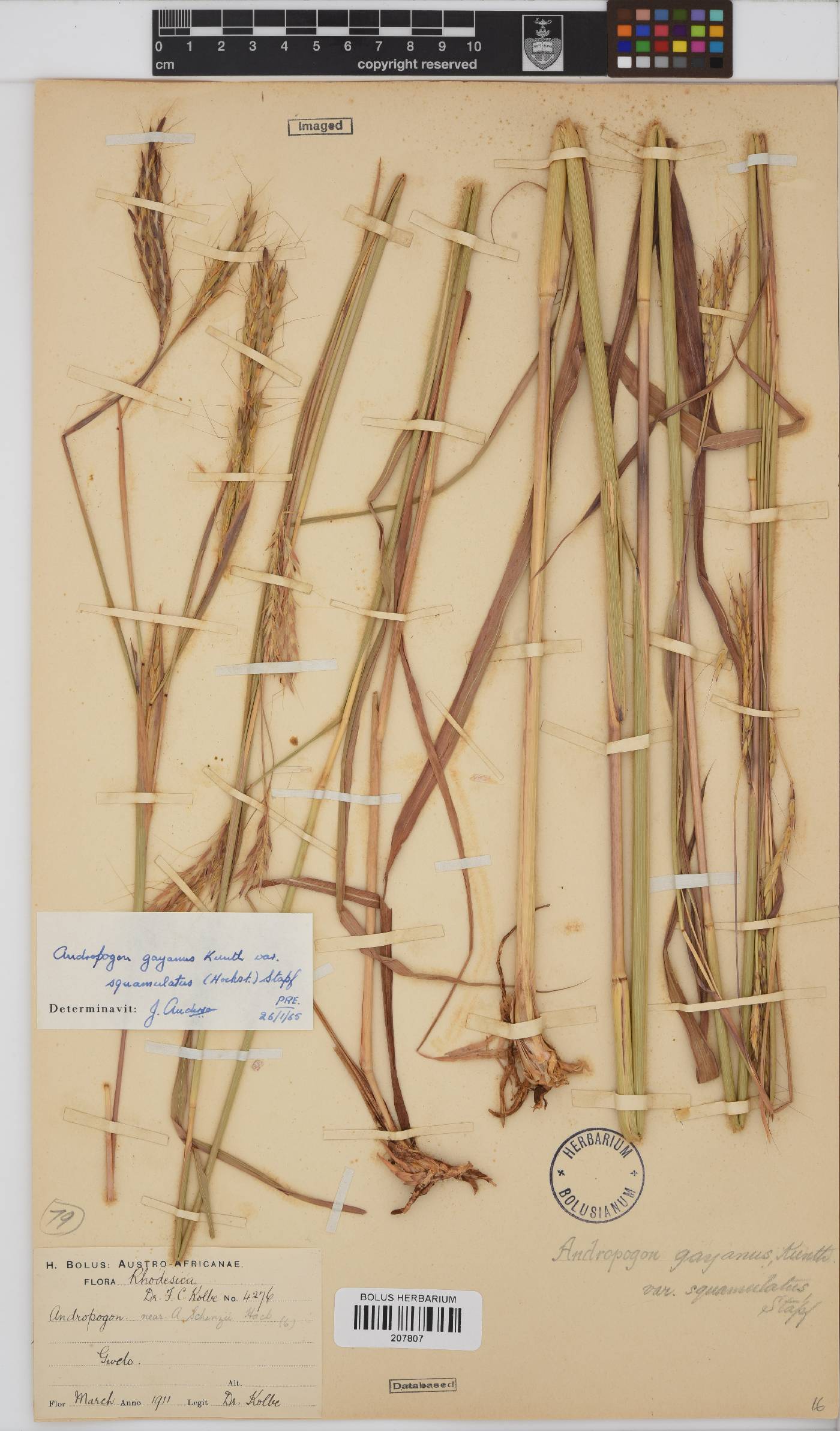 Andropogon gayanus image
