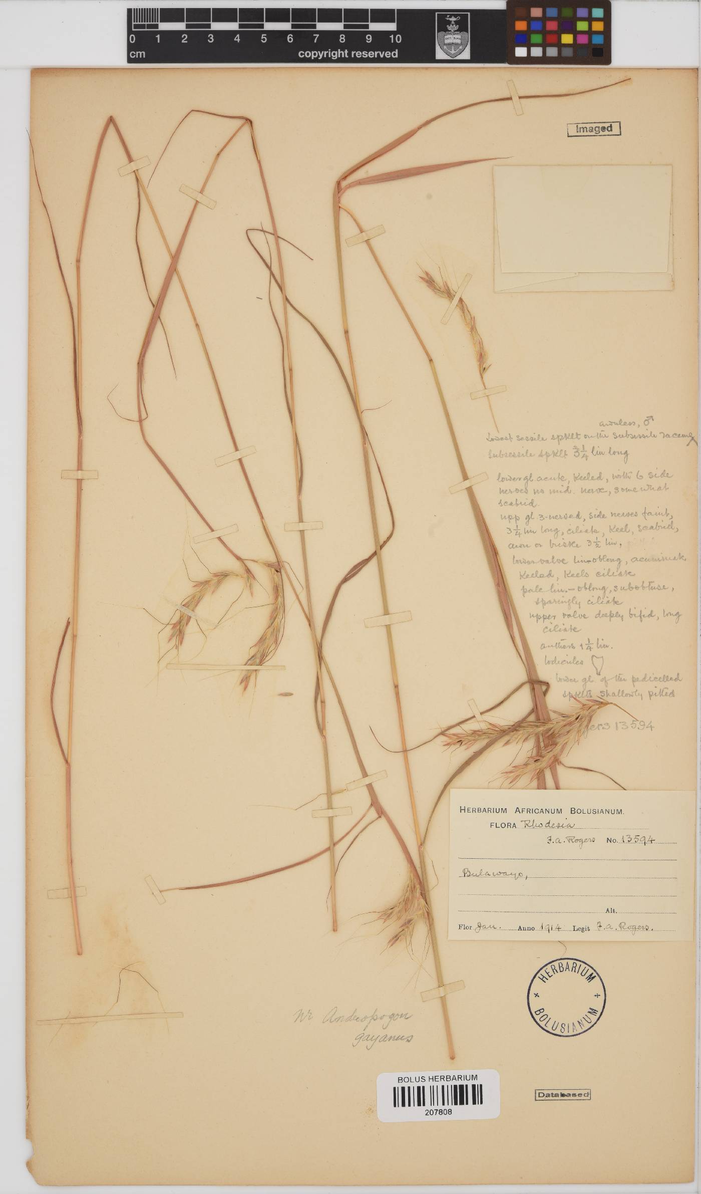 Andropogon image
