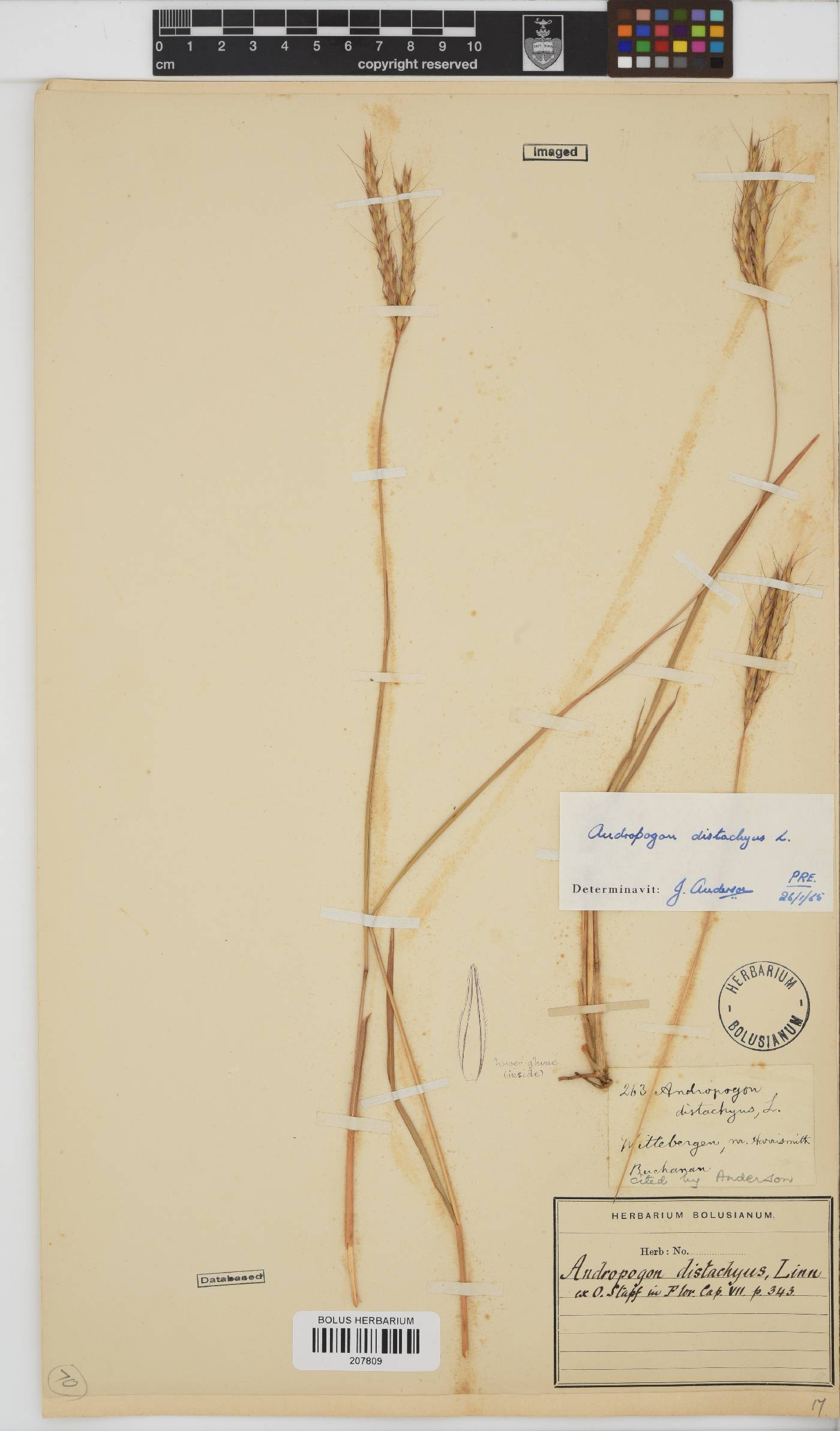 Andropogon distachyos image