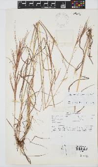 Andropogon canaliculatus image