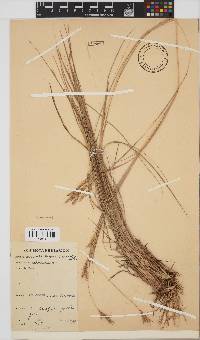 Andropogon canaliculatus image