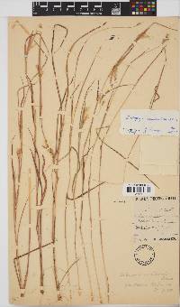 Andropogon canaliculatus image